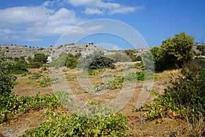 Plantation with Vitis vinifera vines and bunches of blue grapes in August. Rhodes Island, Greece