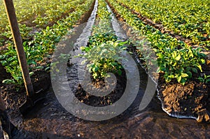 Plantation water flow control. Surface irrigation of crops. Water flows through canals. European farming. Agriculture. Agronomy.
