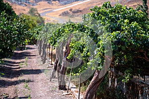 Plantation of white-pink sweet seedless table grapes on Cyprus