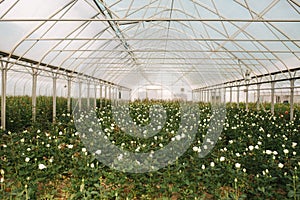 Plantation of white roses in greenhouse. Summer time