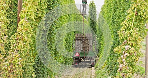 Plantation worker stands on the crow's nest mast and cuts the stems with ripe hop