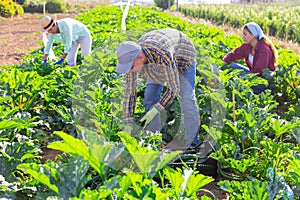 Plantation workers collecting marrows