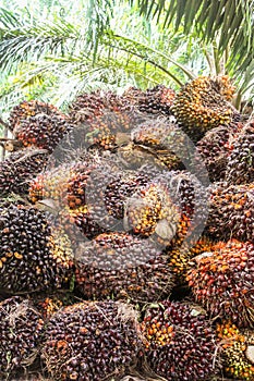 Plantation workers prepare to unload freshly harvested oil palm fruit bunches at a collection point.and Close up of fresh oil palm