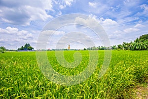 Plantation of yellow paddy rice farmland