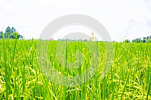 Plantation of yellow paddy rice farmland