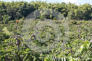 Plantation of ylang ylang, Nosy Be, Madagascar