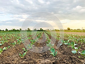 Plantation of young cabbage on a farm on a sunny day. Agriculture land and farming. Growing organic vegetables. Eco-friendly