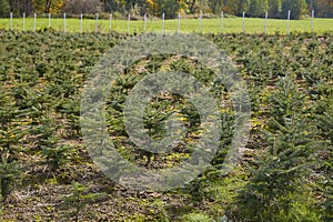 a plantation of young coniferous trees