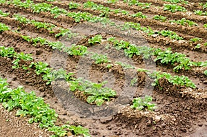 Plantation of young potatoes grow in the field. Growing organic vegetables. Agribusiness. Farming, agriculture. Selective focus