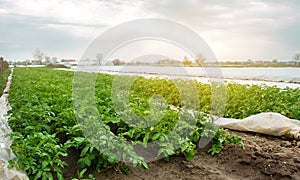 Plantation of young potatoes grow in the field. Growing organic vegetables. Agribusiness. Farming, agriculture. Selective focus