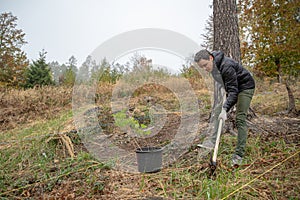 plantation of young trees for forest regeneration after intervention by natural elements