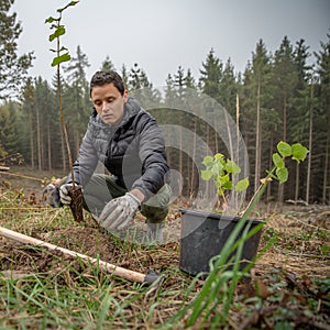 plantation of young trees for forest regeneration after intervention by natural elements