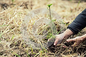 plantation of young trees for forest regeneration after intervention by natural elements