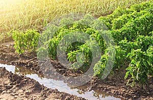 Plantations of bell pepper and leek onions. Growing organic food vegetables on a farm field. Agribusiness and farming. Cultivation