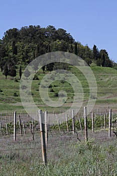 Plantations of grapes in the Crimea in the spring. Vine fields at sunset.