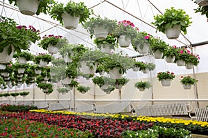 Plantations multicolored blooming begonias with green leaves, and petunias in white pots hanging from ceiling