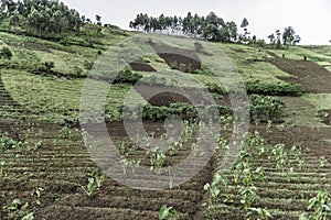 Plantations in Nord Kivu