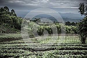 Plantations in Nord Kivu photo