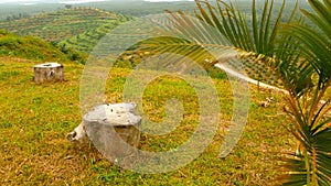 Plantations of oil palm tree rows are seen from above. Tropical landscape.