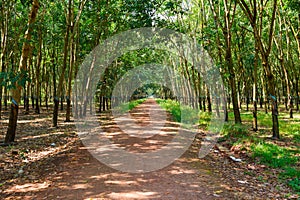 Plantations of rubber trees