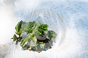 Plantations of strawberry plants growing outdoor on soil covered with plastic film