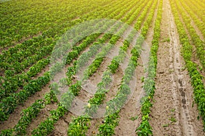 Plantations of sweet Bulgarian bell pepper. Farming and agriculture. Cultivation, care and harvesting. Plant growing, agronomy