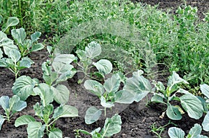 Plantations of young cabbage and blooming pea