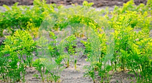 Plantations of young carrots grow in the field on a sunny day. Vegetable rows. Growing vegetables. Agriculture, farming. Carrot.