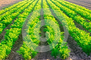 Plantations of young carrots grow in the field on a sunny day. Vegetable rows. Growing vegetables. Farm. Crops Fresh Green Plant.