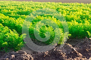 Plantations of young carrots grow in the field on a sunny day. Vegetable rows. Growing vegetables. Farm. Crops Fresh Green Plant.