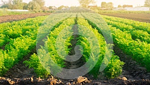 Plantations of young carrots grow in the field on a sunny day. Vegetable rows. Growing vegetables. Farm. Crops Fresh Green Plant.