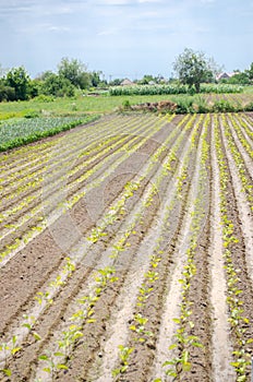 Plantations of young eggplants grow in the field. Organic vegetables. Agribusiness and agronomy. Eco-friendly products.