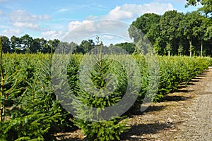 Plantatnion of young green fir Christmas trees, nordmann fir and