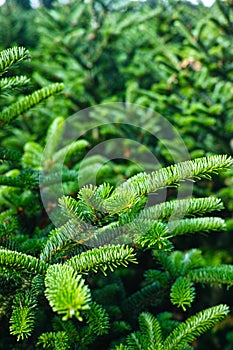 Plantatnion of young green fir Christmas trees, nordmann fir and