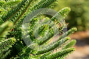 Plantatnion of young green fir Christmas trees, nordmann fir and