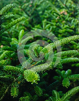 Plantatnion of young green fir Christmas trees, nordmann fir and