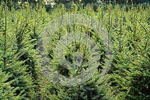 Plantatnion of young green fir Christmas trees, nordmann fir and