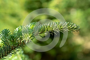 Plantatnion of young green fir Christmas trees, nordmann fir and