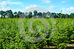 Plantatnion of young green fir Christmas trees, nordmann fir and