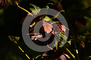 PLANTE CONTRASTEE DANS UN PARC