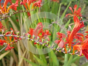 Plante exotic fleur rouge red flower photo