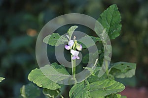 Plante verte macro.Rubus idaeus shrub in bloom