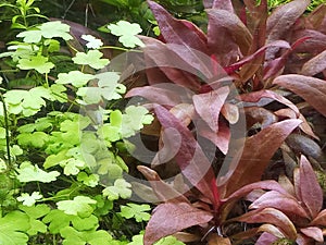 Planted aquarium in india with red plants