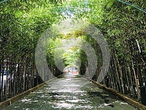 Planted bamboo as an arch covering the walkway.