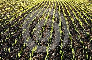 Planted Field in Sunlit photo