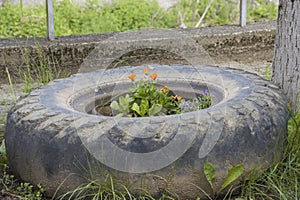 Planted flowers in worn tire