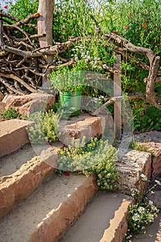 Planted garden stairs in natural garden with native plants, natural stones, driftwood, sand and hedge photo