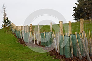 Planted hedge photo