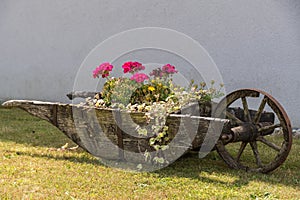 Planted old wooden wheelbarrow