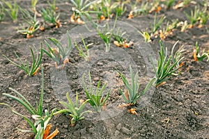 Planted onions with green stems against the background of the sun\'s rays. Picture for a gardening shop, advertisement for